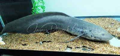 West African lungfish - (Protopterus annectens)