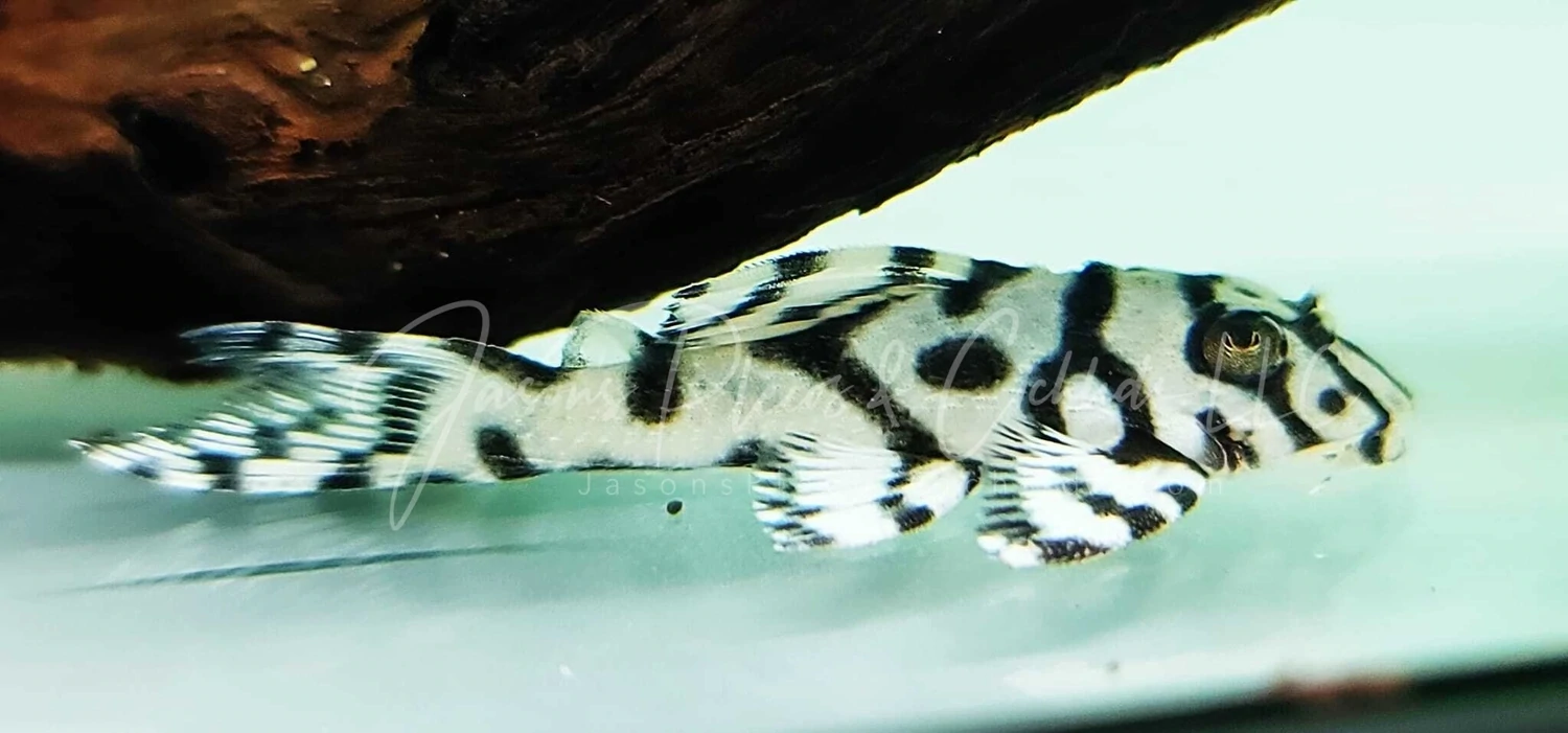 L236 Super White | Plecos For Sale Online