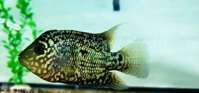Thailand Kamfa Flowerhorn