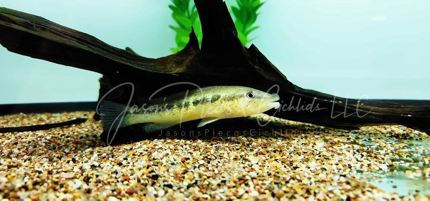 Tuca Pike Cichlid - (Lacustria tuca)