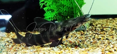 Juruense Catfish/Gold Zebra Pim/Flash Zebra Catfish - (Brachyplatystoma juruense)