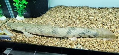 Endli Bichir - (Polypterus endlicheri endlicheri)