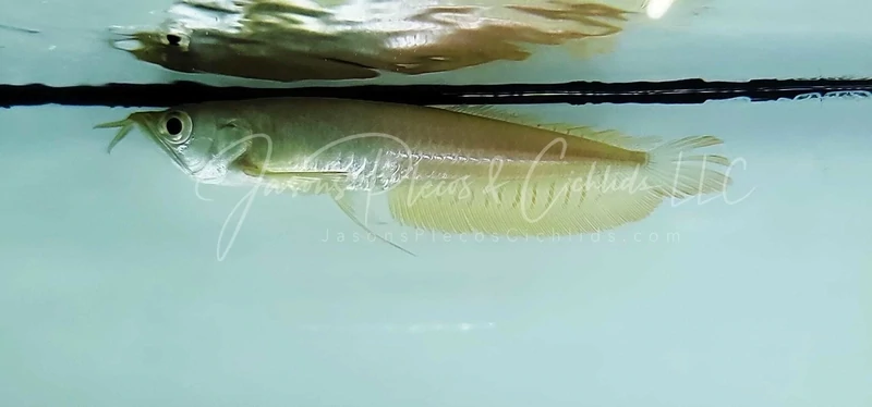 Albino Silver Arowana - (Osteoglossum bicirrhosum)