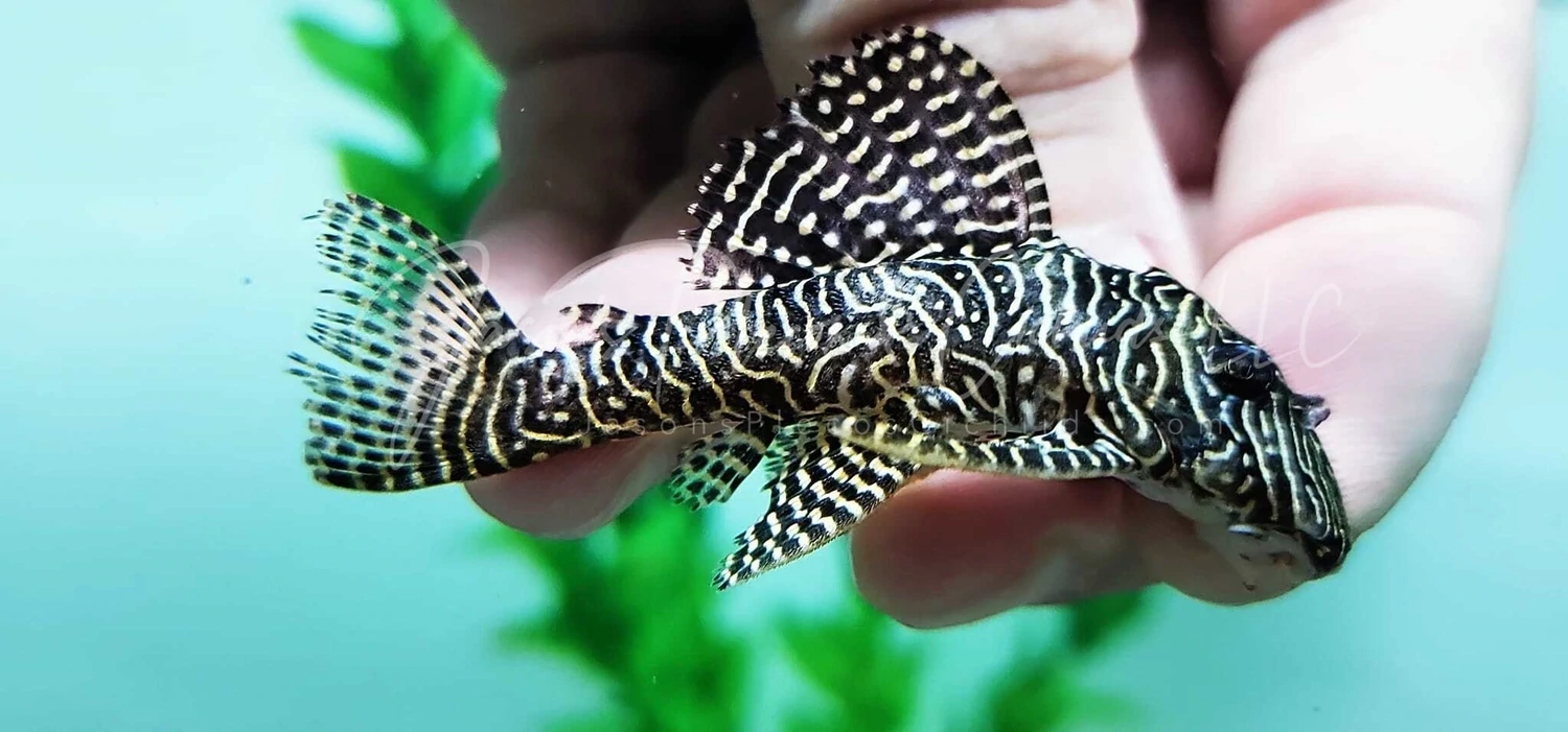 L260 Queen Arabesque Pleco - (Hypancistrus sp.)