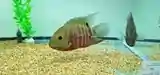 Mouthbrooding Severum - (Heros liberifer)