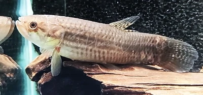 Pink Wolf Fish - (Erythrinus sp.)