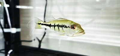 Intermedia Peacock Bass - (Cichla intermedia)