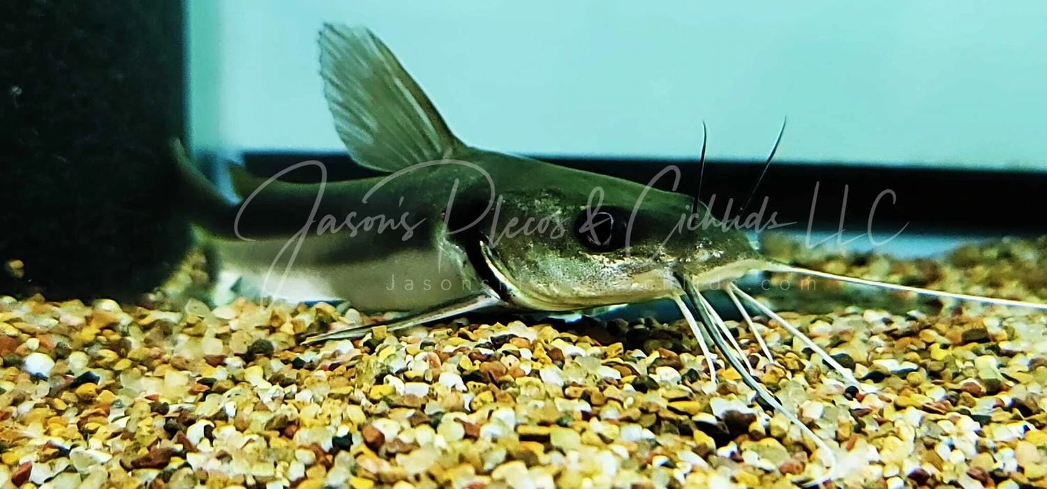 Widehead catfish - (Clarotes laticeps)
