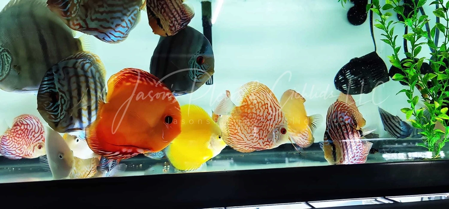 Discus - (Symphysodon aequifasciatus)