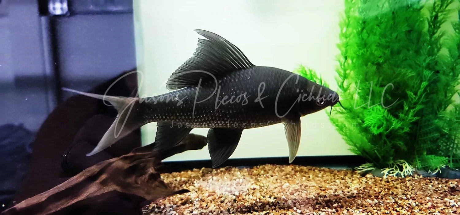 Black Shark - (Labeo chrysophekadion)