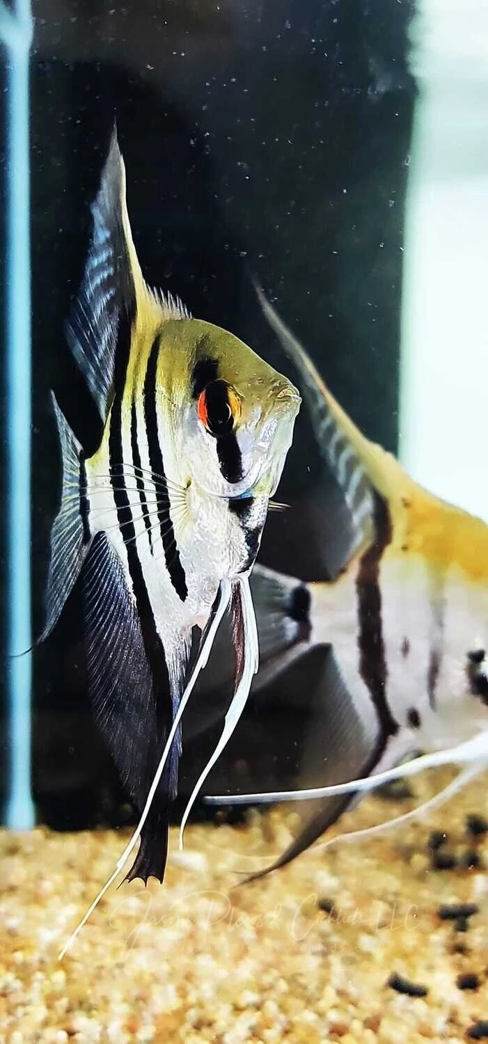Angelfish - (Pterophyllum scalare) Proven Breeding Pair