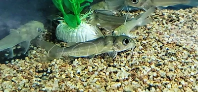 Aluminum Catfish/African Big Eye Catfish - (Chrysichthys longipinnis)
