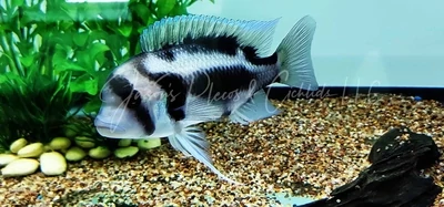 Black Widow Frontosa Cichlid - (Cyphotilapia frontosa)