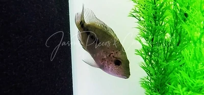 Nautla cichlid - (Hericthys Deppi)