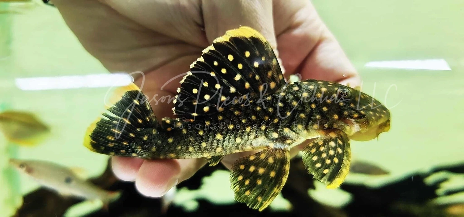 Plecos For Sale Online