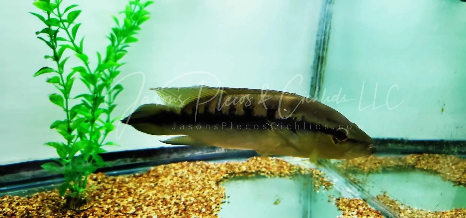 Gold Spot Pike Cichlid For Sale Online