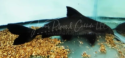 Black Talking Catfish - (Oxydoras niger)