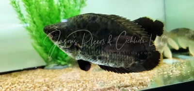 African Leopard Leaf Fish - (Ctenopoma Acutirostre)