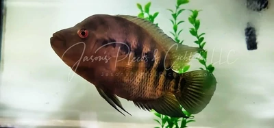 Midas Cichlid Hybrid