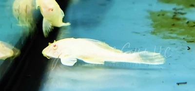 L165 Sail Fin Pleco - (Pterygoplichthys gibbiceps) Albino