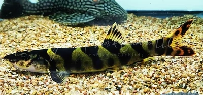 True Royal Clown Loach - (Leptobotia pellegrini)