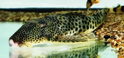 L124 Para Pleco - (Peckoltia sabaji)