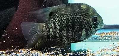 Green Severum - (Heros efasciatus)