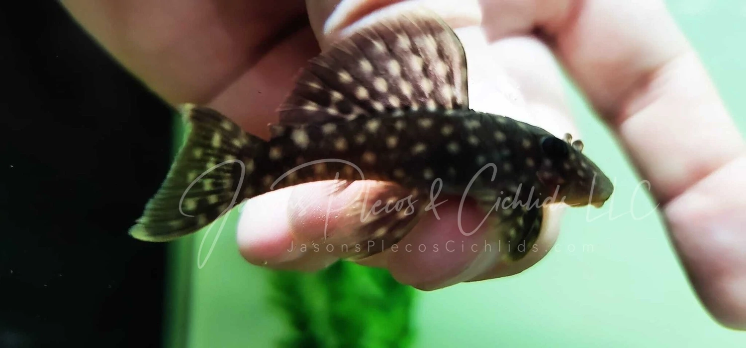 Plecos For Sale Online