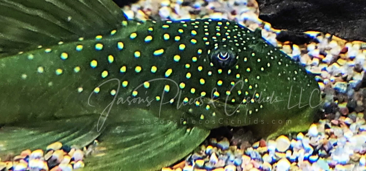 Plecos For Sale Online