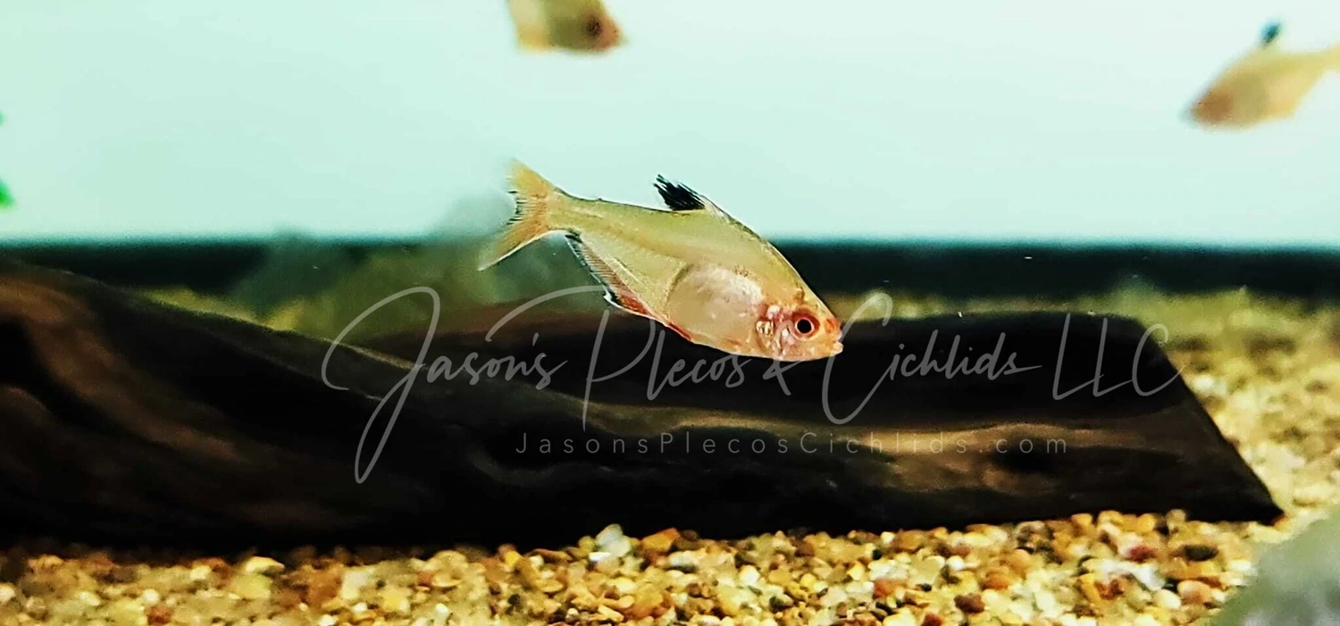 Serpae Tetra - (Hyphessobrycon eques)