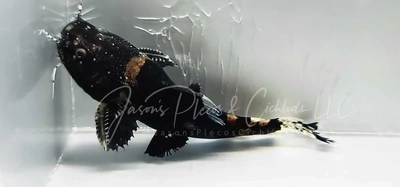 Bumblebee Jelly Catfish - (Batrochoglanis raninus)