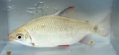 Red And Black Distichodus - (Distichodus Noboli)
