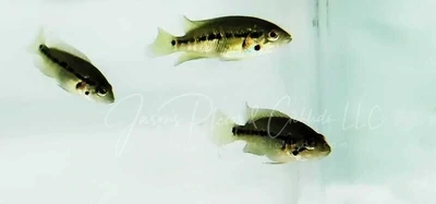Red Tiger Motaguense - (Parachromis motaguensis)