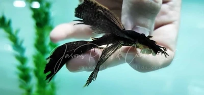 Common Calico Bristlenose Catfish - (Ancistrus cf. cirrhosus) Longfin
