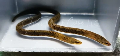 Spotted Swamp Eel - (Synbranchus marmoratus)