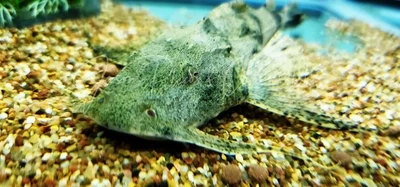 Yarrelli Goonch Catfish - (Bagarius Yarrelli)