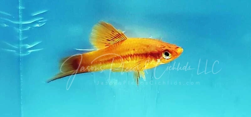 Red Cauliflower Highfin Swordtail - (Xiphophorus helleri)