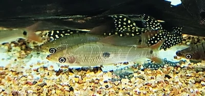 Threespot Headstander - (Pseudanos trimaculatus)