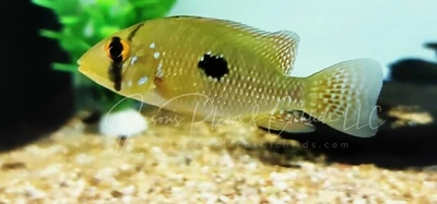 Pearl Cichlid - (Geophagus brasiliensis)