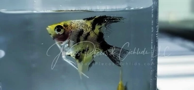 High Coverage Koi Angelfish - (Pterophyllum scalare)