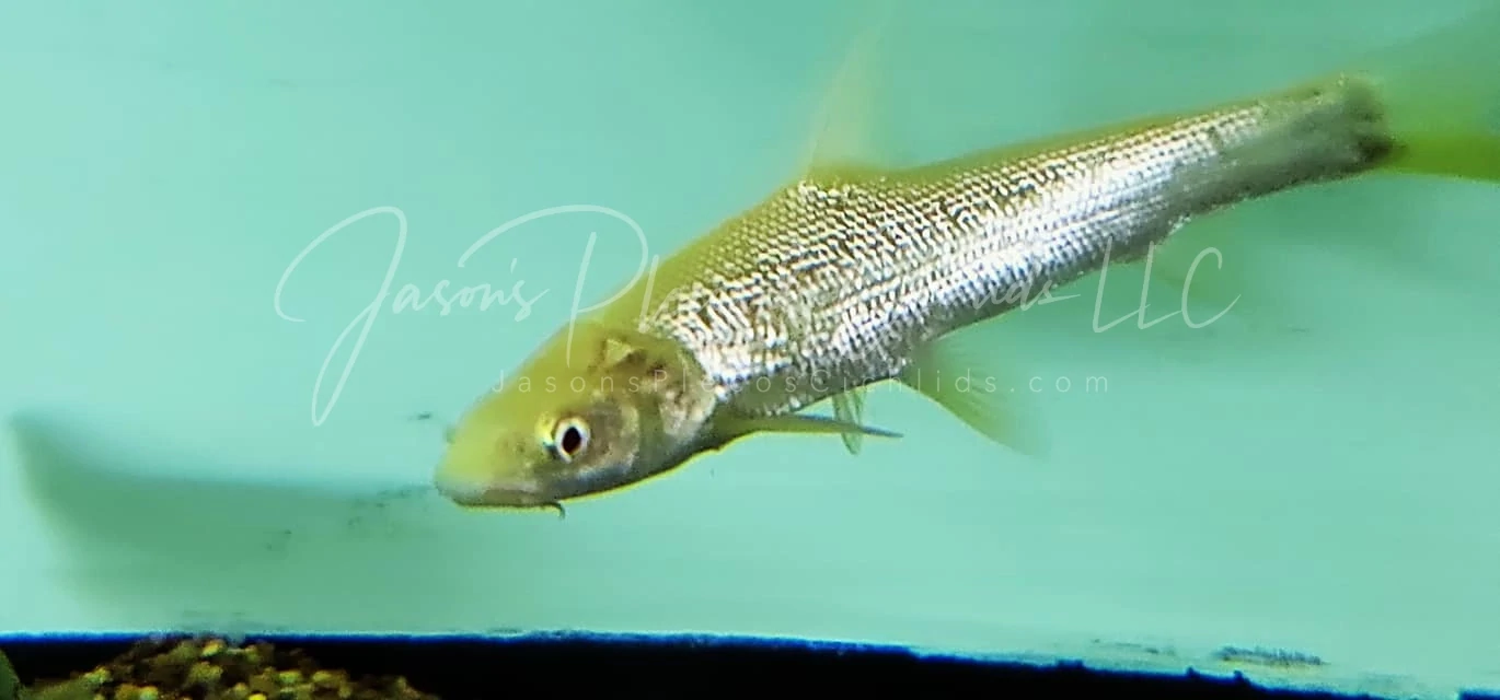 Aral Barbel - (Luciobarbus Brachycephalus) Albino