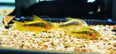 CW010 Orange/Gold Laser Cory - (Corydoras sp. “orange laser”)
