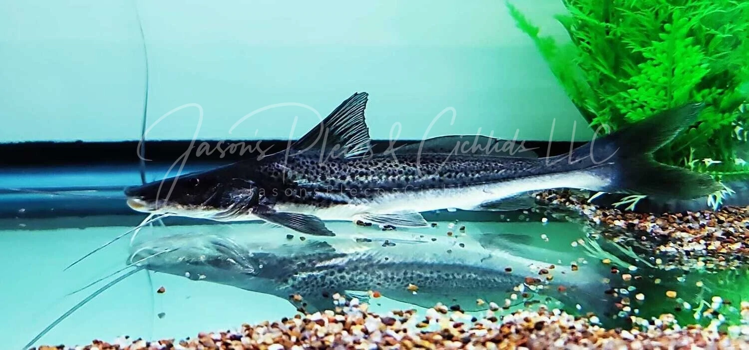 Pati Catfish - (Luciopimelodus pati)