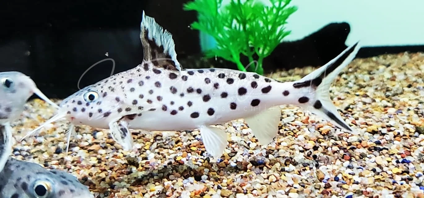 Cuckoo Catfish - (Synodontis Multipunctatus)