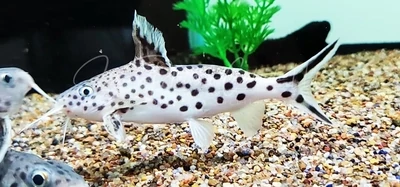 Cuckoo Catfish - (Synodontis Multipunctatus)