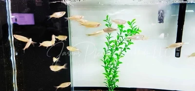 Giant Danio - (Devario aequipinnatus)