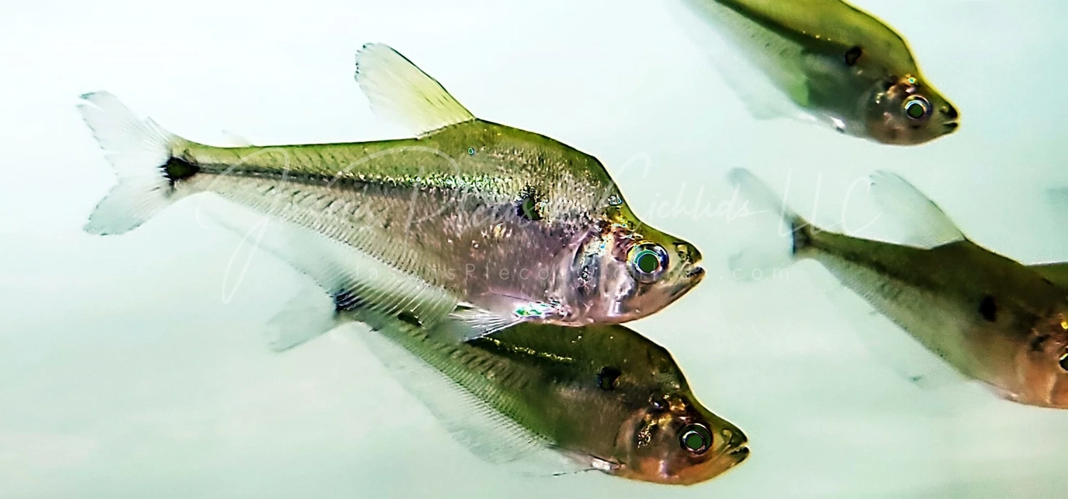 Roeboides affinis