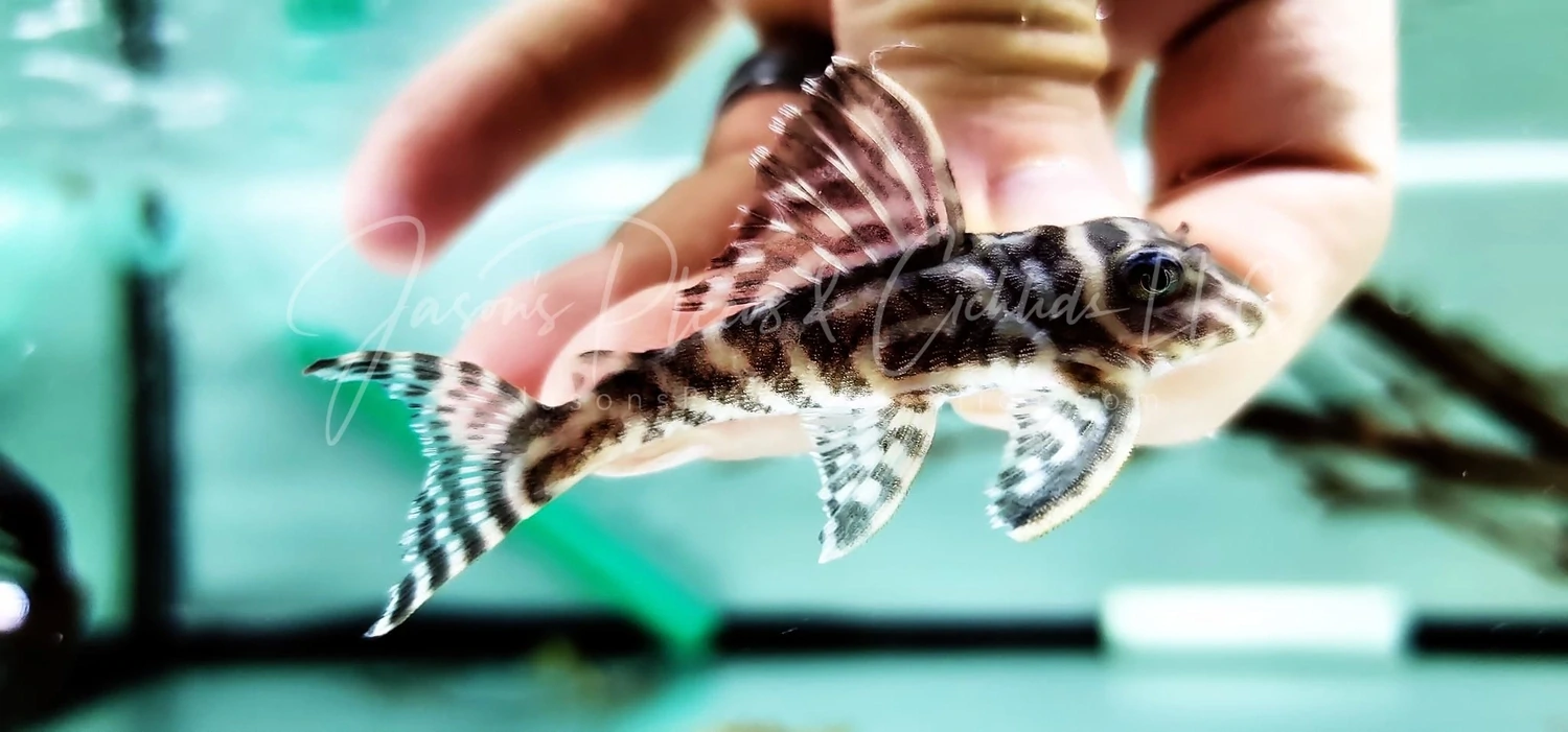 L236 Cracked Zebra Pleco (Hypancistrus sp.)