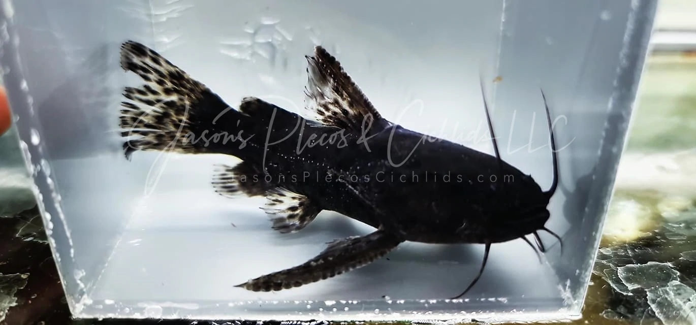 False Jaguar Catfish - (Liosomadoras morrowi)