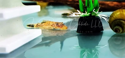 Common Calico Bristlenose Catfish - (Ancistrus cf. cirrhosus)